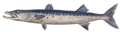 梭鱼 - 大梭鱼 (Sphyraena barracuda) 作者 未知艺术家