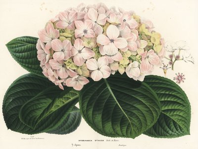 大叶绣球花，Hydrangea macrophylla (Hydrangea otaksa)。手绘彩色石版画，选自 Louis van Houtte 和 Charles Lemaire 的《欧洲花园和暖房之花》，Flore des Serres et des Jardins de l