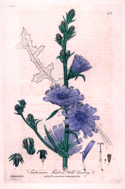 苦苣苔（Cichorium intybus）植物图版，选自 William Baxter 和 Charles Mathews 1841 年合著的《英国植物学》。 作者 未知艺术家