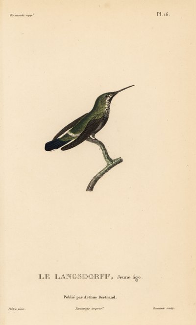 黑腹刺尾，Discosura langsdorffi（Ornismya langsdorfii）。未成年。Coutant 根据让-加布里埃尔-普雷特尔（Jean-Gabriel Pretre）的插图绘制的手工彩色钢版画，插图出自 Rene Primevere Lesson 的《蜂鸟科利布里属自然史》。 作者 未知艺术家