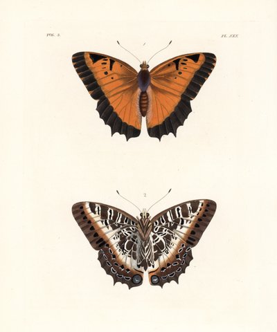 黑边颊车虫，Charaxes pollux，上侧 1，下侧 2。约翰-O-韦斯特伍德（John O. Westwood）新版德鲁-德鲁里（Dru Drury）《外来昆虫学插图》中的手工彩色石版画，伦敦伯恩出版社 作者 未知艺术家