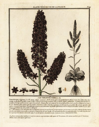 黑色假藜芦，Veratrum nigrum。 作者 未知艺术家