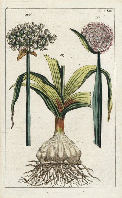 黑蒜（黑蒜），Allium nigrum 186，洋葱，Allium cepa，球茎 187 和花 188。G. T. Wilhelm 的 "Unterhaltungen aus der Naturgeschichte"（《自然历史百科全书》）中一幅植物插图的手工彩色铜版雕刻 作者 未知艺术家