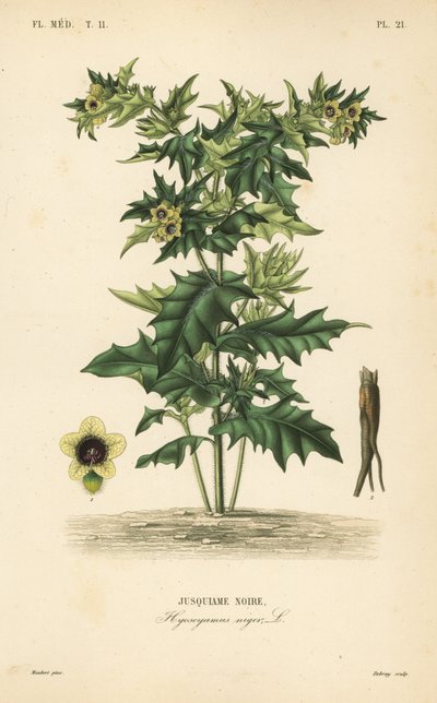 Black henbane 或恶臭的茄属植物、Hyoscyamus niger、Jusquiame noire 作者 不明