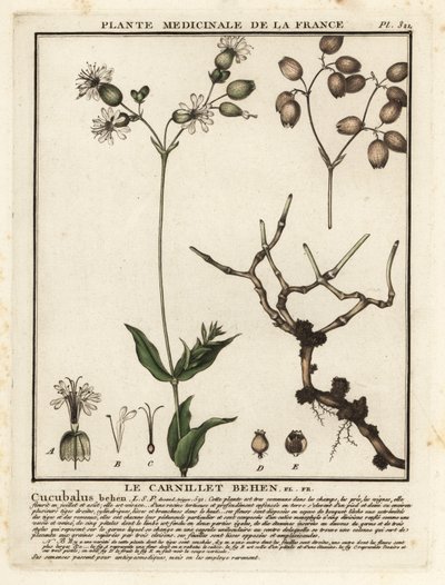 膀胱营，Silene vulgaris。 作者 未知艺术家