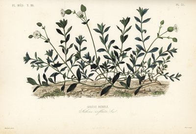 膀胱刺芹，Silene vulgaris, Silene inflata, Silene renfle 作者 不明