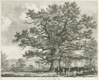Blithfield-阔橡树橡木：蚀刻，1824年 作者 不明