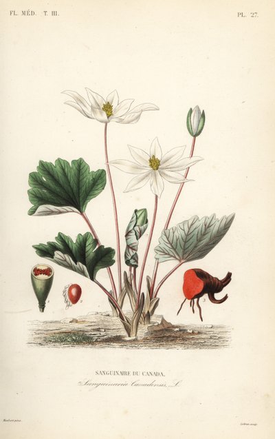 Bloodroot, Sanguinaria canadensis, Sanguinaire du Canada 作者 不明