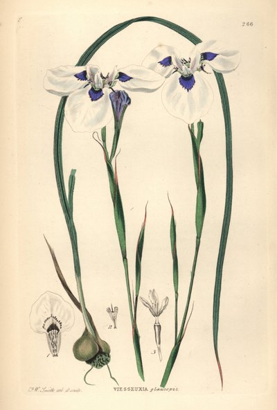 蓝眼 Uintjie 或 Blouooguintjie，Moraea aristata（Ocellate viesseuxia，Vieusseuxia glaucopis）。弗雷德里克-W-史密斯根据约翰-林德利和罗伯特-斯威特的《观赏花圃和灌木丛》绘制并镌刻的手绘铜版画，G. Willis，伦敦。 作者 未知艺术家