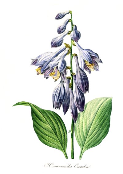 蓝色萱草（Hemerocallis）caerulea，18 世纪原作的数码复制品，原作年代不详 作者 未知艺术家