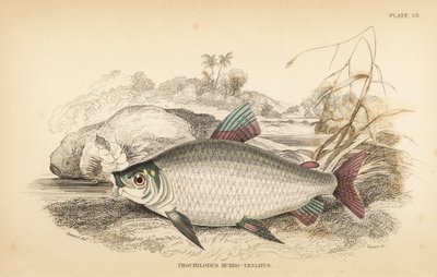 Bocachico 或 koulimata，Prochilodus rubrotaeniatus（淡红纹鲑鱼，Prochilodus rubro-taeniatus）。W.H. Lizars 根据詹姆斯-斯图尔特（James Stewart）的插图手工绘制的彩色钢板雕刻，该插图选自罗伯特-朔姆堡（Robert Schomburg）的《圭亚那的鱼类》（Fishes of Guiana），是威利亚爵士（Sir Willia）著作的一部分。 作者 未知艺术家