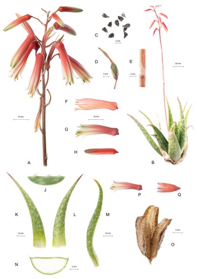 植物板块/芦荟/Aloe 作者 不明