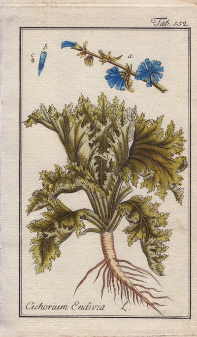 植物学：有根、叶和花的苣荬菜。B. Thanner 根据 Johannes Zorn 的 "Icons plantarum medicinalium "绘制的手工彩色铜版画，德国 作者 未知艺术家