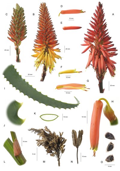 植物板/Aloe arborescens/Aloe arborscens 作者 不明