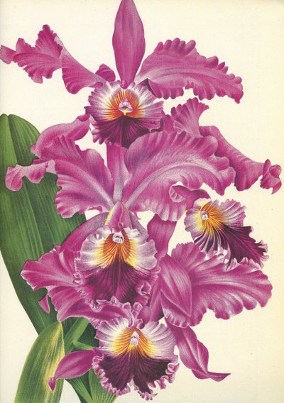 植物板/Cattleya labiata var. Perfecta/Lindenia 作者 不明