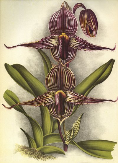 植物板/Paphiopedilum rothschildianum/Lindenia 作者 不明