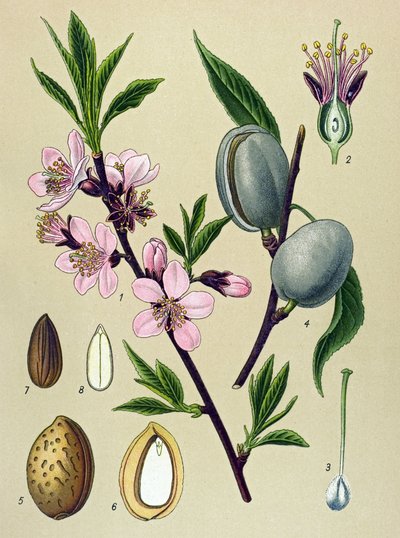 植物板。 杏仁（杏仁）：普通杏仁（Amygdalus communis） 作者 未知艺术家