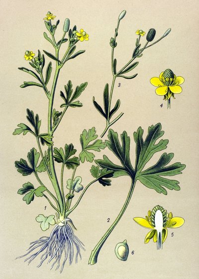 植物板。 静脉（有毒）：毛茛或芹菜叶毛茛 (Ranunculus sceleratus) 作者 未知艺术家