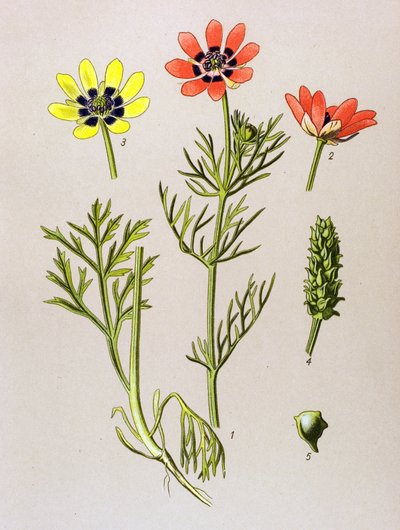 植物板。 静脉（有毒）和药用植物：夏季阿多尼斯（Adonis aestivalis） 作者 未知艺术家