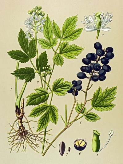 植物板。 静脉（有毒）和药用植物：夏季阿多尼斯（Adonis aestivalis） 作者 未知艺术家