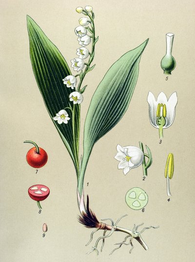 植物板。 静脉（有毒）和药用植物：铃兰或铃兰（Convallaria majalis） 作者 未知艺术家