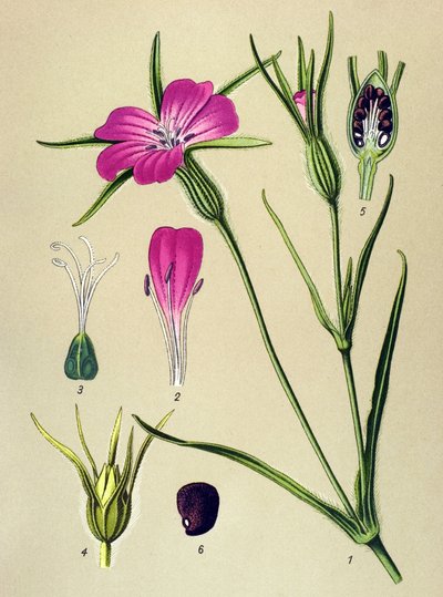 植物板。静脉植物（有毒）：布勒氏尼尔（Agrostemma githago） 作者 未知艺术家