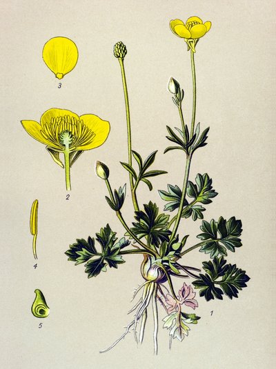 植物板。静脉植物（有毒）：球毛茛或黄金芽（Ranunculus bulbosus） 作者 未知艺术家