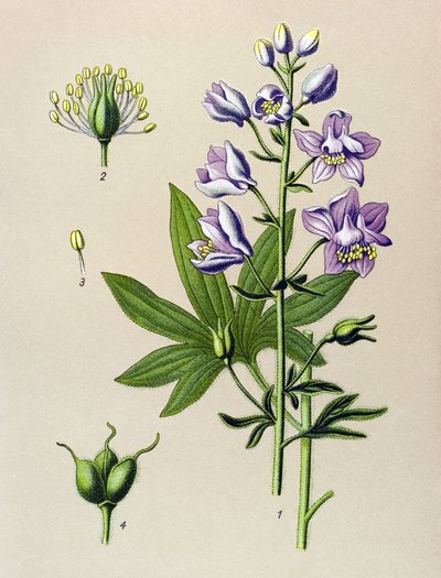 植物板。 有毒植物（有毒）：Dolphinella staphysegar (Delphinium staphysagria) 作者 未知艺术家