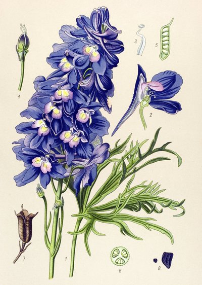植物板。 有毒植物（有毒）：海豚或云雀脚（Delphinium grandiflorum） 作者 未知艺术家
