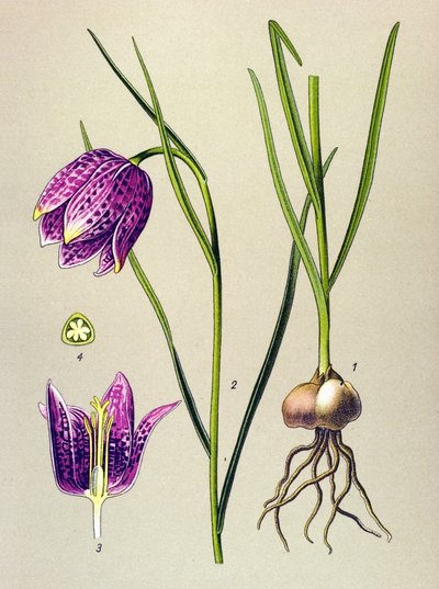 植物板。静脉植物（有毒）：珍珠鸡或 "珍珠鸡"（Fritillaria meleagris） 作者 未知艺术家