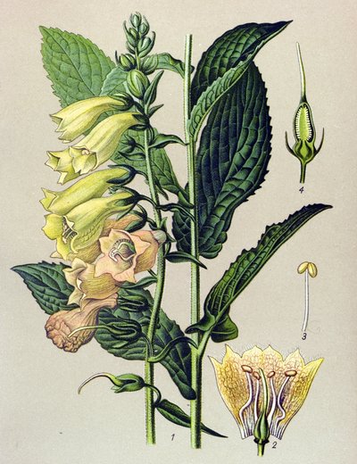 植物板，植物：大花洋地黄（大花洋地黄） 作者 未知艺术家