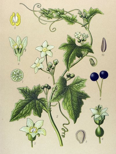 植物板，植物：白头翁（Bryonia alba） 作者 未知艺术家