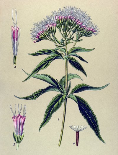 Botanical board, plant: Hemp-leaved eupatorium (Eupatorium cannabinum) 作者 未知艺术家