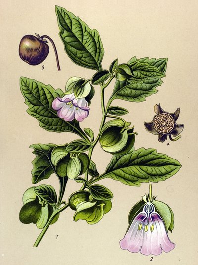 植物板、植物：Perou 梨或 Perou 苹果 (Nicandra physaloides) 作者 未知艺术家