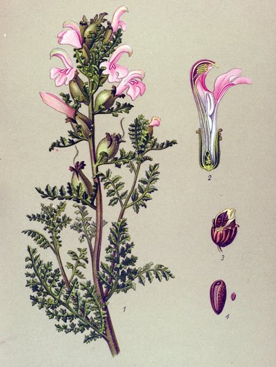 植物板、植物：沼泽马先蒿 (Pedillaryis palustris) 作者 未知艺术家
