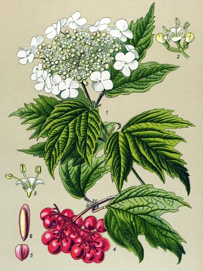 植物板、植物：荚蒾猫头鹰 (Viburnum opulus) 作者 未知艺术家