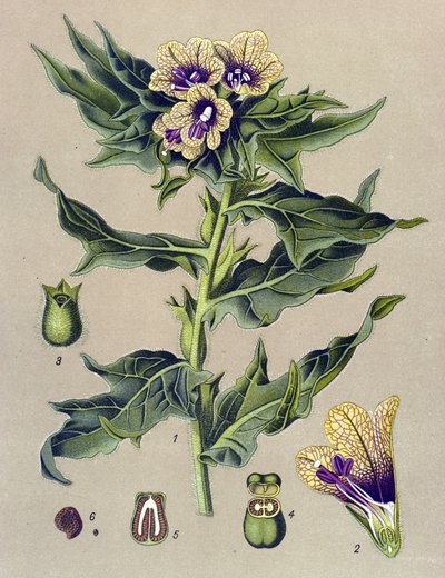 植物板、植物：黑缘（Hyoscyamus niger） 作者 未知艺术家