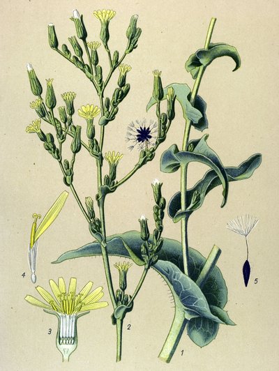 植物板、植物：亚铁生菜或野生生菜（Lactuca virosa） 作者 未知艺术家