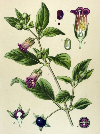 植物板，颠茄植物（Atropa颠茄） 作者 未知艺术家