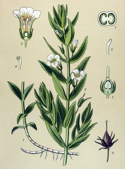 植物板、植物：gratiole officinale (Gratiola officinalis) 作者 未知艺术家