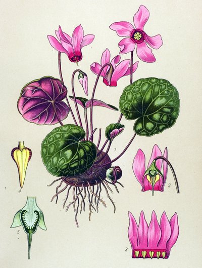 植物板，有毒和药用植物：紫仙客来、欧洲仙客来 作者 未知艺术家
