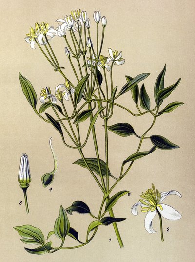 植物板：有毒和药用植物：直立铁线莲（Clematis recta） 作者 未知艺术家