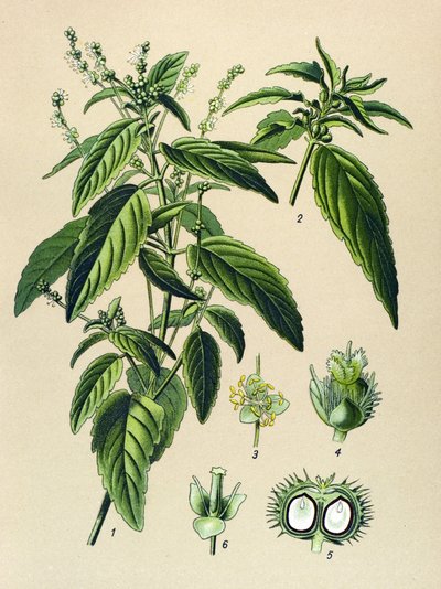 植物板，静脉植物（有毒）：一年生丝光草（Mercurialis annua） 作者 未知艺术家