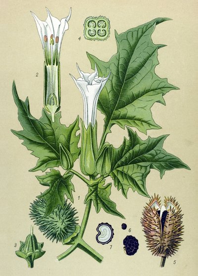 植物板，静脉植物（有毒）：曼陀罗属植物 作者 未知艺术家
