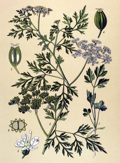 植物板，静脉植物（有毒）：狗香芹或假香芹（Aethusa cynapium） 作者 未知艺术家