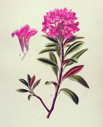 植物板，有毒植物（有毒）：铁色杜鹃（Rhododendron ferrugineum） 作者 未知艺术家