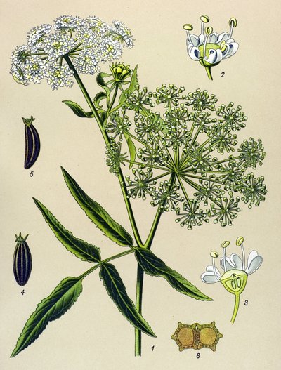 植物板，静脉植物（有毒）：大贝勒（Sium latifolium） 作者 未知艺术家