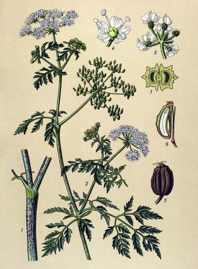 植物板，有毒植物（有毒）：铁杉（Conium maculatum） 作者 未知艺术家
