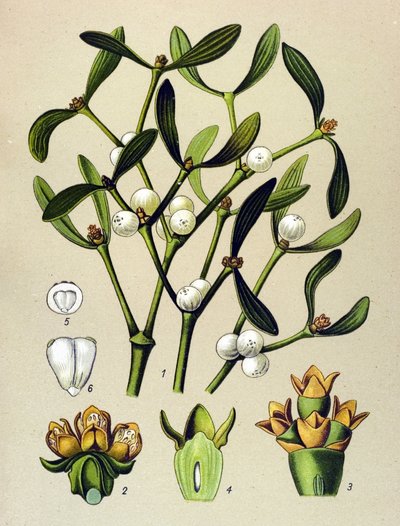 植物板，有毒植物（有毒）：叶槲寄生（Viscumalbum） 作者 未知艺术家