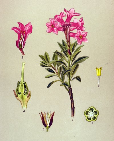 植物板，静脉植物（有毒）：杜鹃花（Rhododendron cilie）（Rhododendron hirsutum 作者 未知艺术家